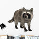 Raccoon Wall Decal