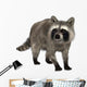 Raccoon Wall Decal
