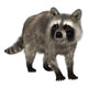 Raccoon Wall Decal