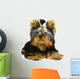 Yorkshire Terrier White