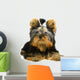 Yorkshire Terrier White