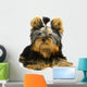 Yorkshire Terrier White