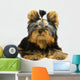 Yorkshire Terrier White