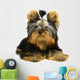 Yorkshire Terrier White