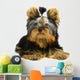 Yorkshire Terrier White