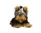 Yorkshire Terrier White