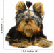 Yorkshire Terrier White