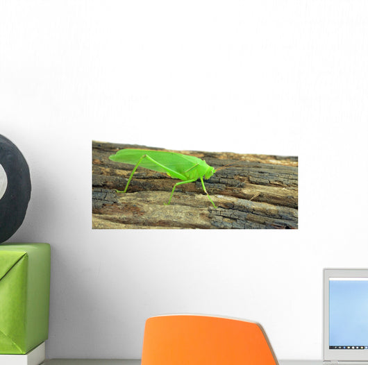 Locust Grasshopper White
