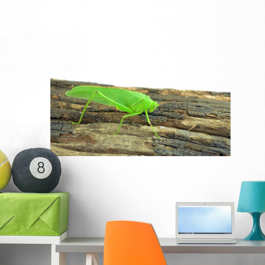Locust Grasshopper White