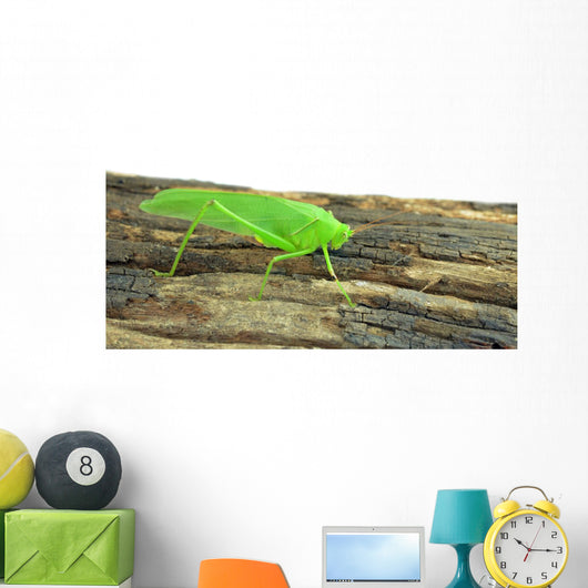 Locust Grasshopper White