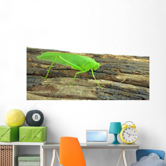 Locust Grasshopper White