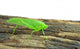 Locust Grasshopper White