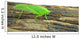 Locust Grasshopper White