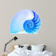 Nautilus Shell and Famous