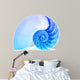 Nautilus Shell and Famous