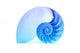 Nautilus Shell and Famous
