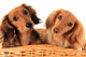 Dachshund Puppies. Wall Decal