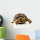 Turtle White