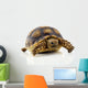 Turtle White