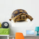Turtle White