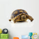 Turtle White