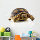 Turtle White