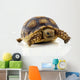 Turtle White
