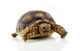 Turtle White