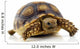 Turtle White