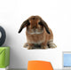 Rabbit White