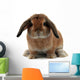 Rabbit White