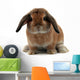 Rabbit White