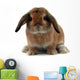 Rabbit White