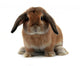 Rabbit White
