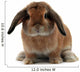 Rabbit White
