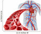 Blood Heart Circulation