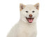 Happy Dog Wall Decal