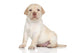 Labrador Retriever Puppy Portrait Wall Decal