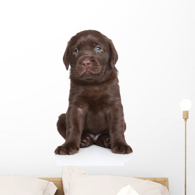 Cute Labrador Puppy Portrait Wall Decal shown on a wall