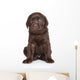 Cute Labrador Puppy Portrait Wall Decal