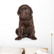 Cute Labrador Puppy Portrait Wall Decal