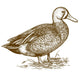 vector engraving duck on white background Wall Decal