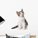 Kitten White