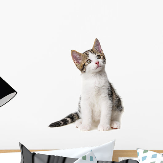 Kitten White
