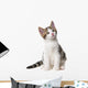 Kitten White