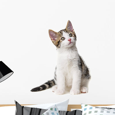 Kitten White shown on a wall