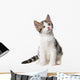 Kitten White
