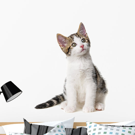 Kitten White