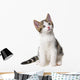 Kitten White