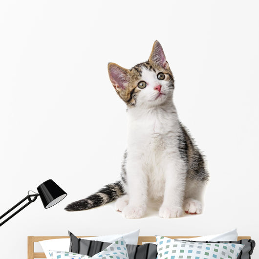Kitten White